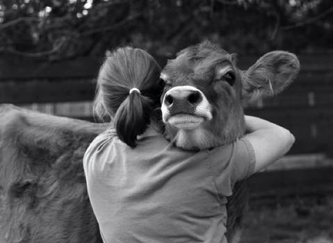 Abrazo a una vaca.